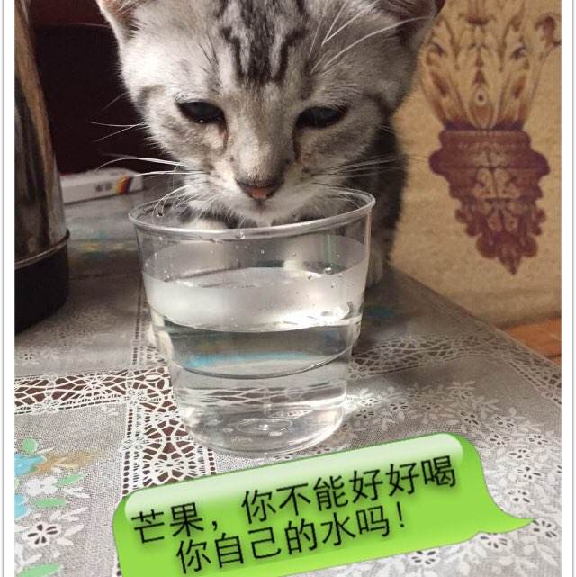 圣安娜大学市场营销文凭证书